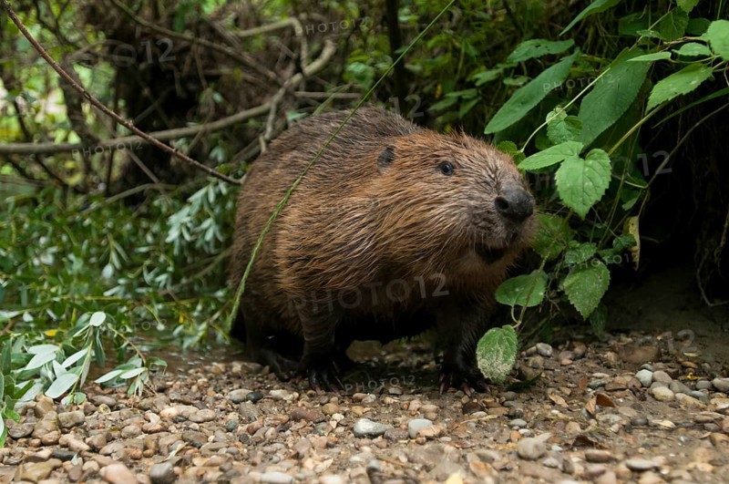 European beaver (Castor fiber), Rosenheim, Bavaria, Germany, Europe