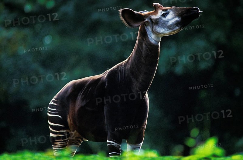 Okapi (okapia johnstoni), Adult