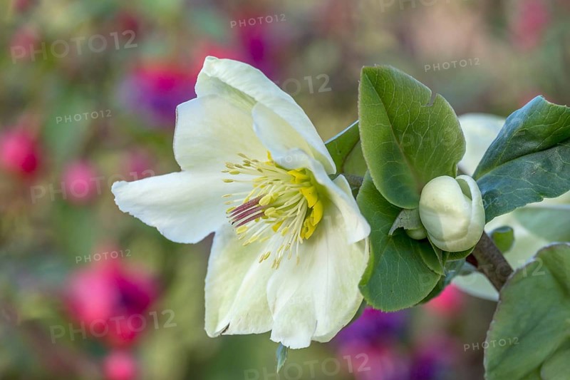 Christmas Rose or hellebore (Helleborus)