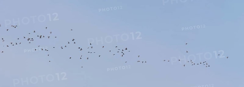 Bar-tailed godwits (Limosa lapponica) in flight over the Wadden Sea off Juist, East Frisian island, Germany. Bar-tailed godwits (Limosa lapponica) in flight over the East Frisian island Juist, Germany, Europe