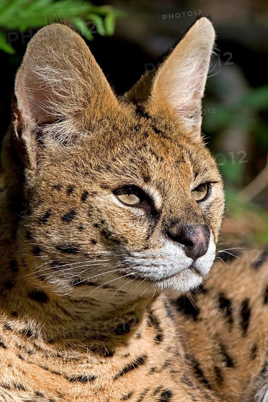 Serval (leptailurus serval), Portrait of Adult