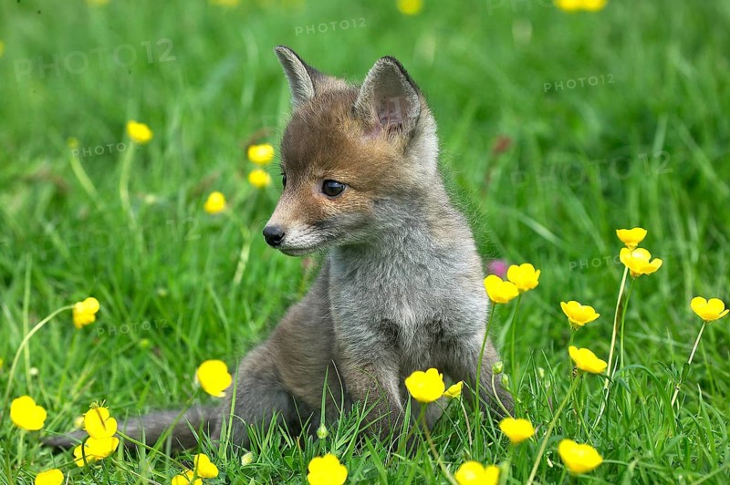 Red Fox (vulpes vulpes), Pup Sitting with Yellow Flowers, Normandy