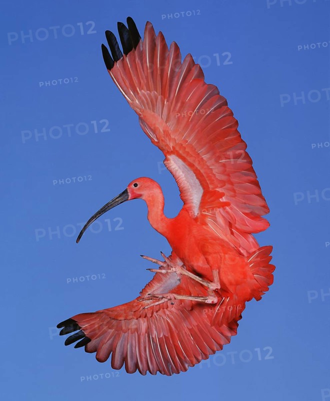 Scarlet Ibis (eudocimus ruber), Adult in Flight