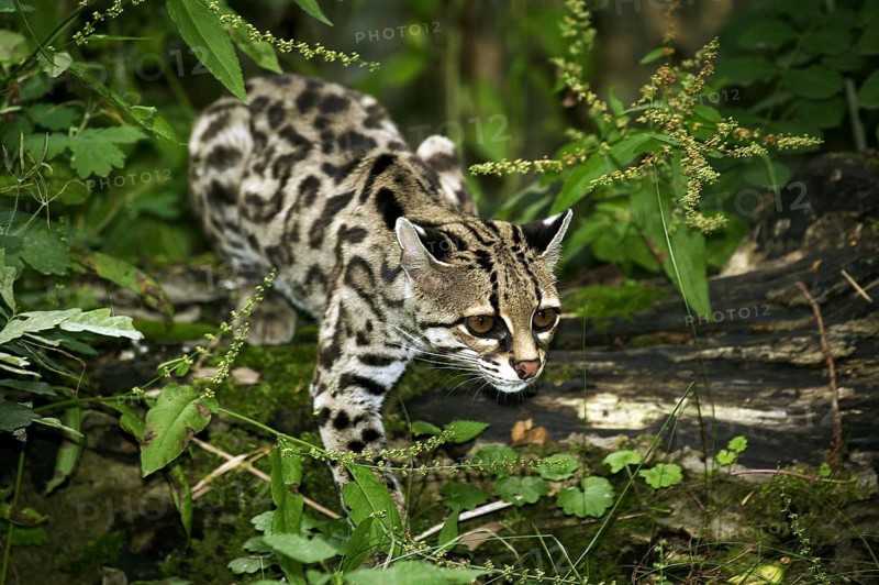 Margay cat, leopardus wiedi, adult