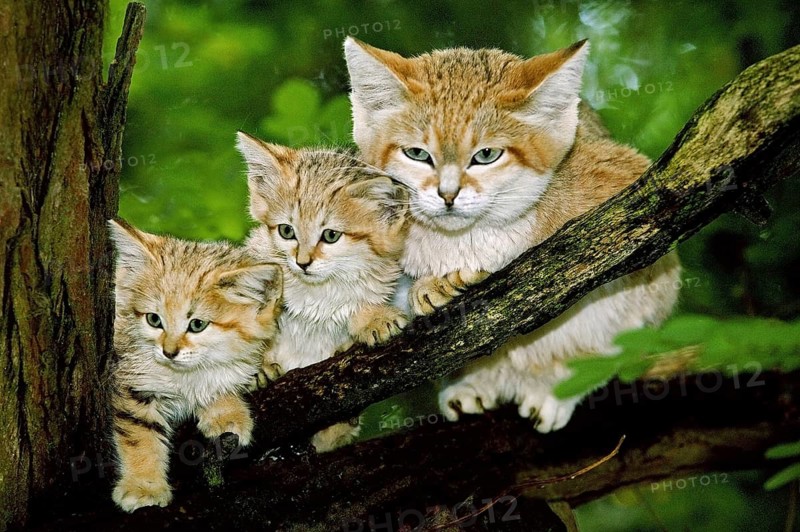 Sand cat (felis margarita), mother with kitten on branch