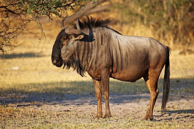 Streifengnu, blue wildebeest (Connochaetes taurinus), Makgadikgadi Pans National Park, Botswana, Botsuana, Africa