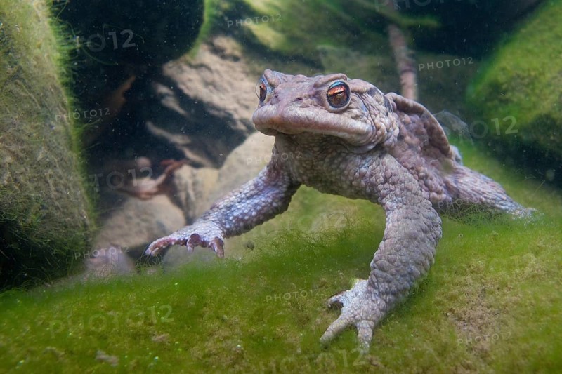 Common toad (Bufo bufo), under water, Rhineland-Palatinate, Germany, Europe
