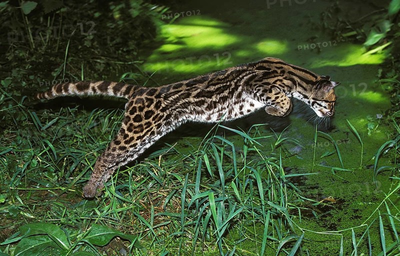 Margay (leopardus wiedii), adult LEAPS INTO THE WATER TO CATCH BAGS