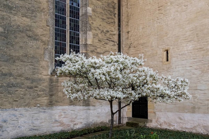 Shadbush (Amelanchier), blossom in front of church building