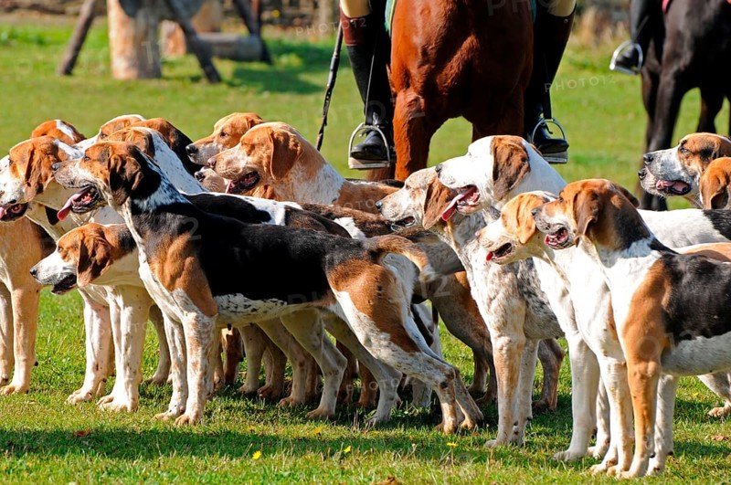Riding, rider and foxhounds, tugjob, foxhound, pack, hunt