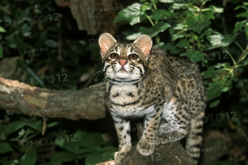 TIGER CAT OR ONCILLA (leopardus tigrinus), ADULT ON BRANCH