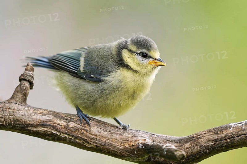 Blue tit branchling