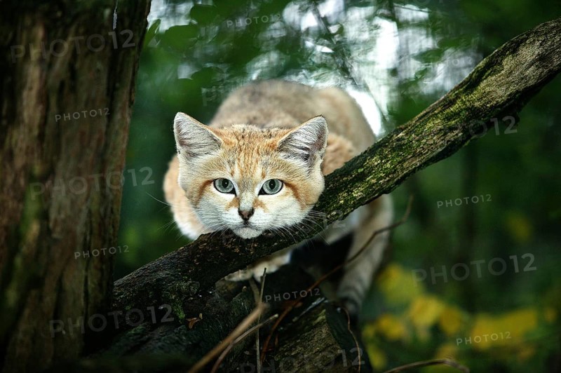 SAND CAT (felis margarita), ADULT ON BRANCH