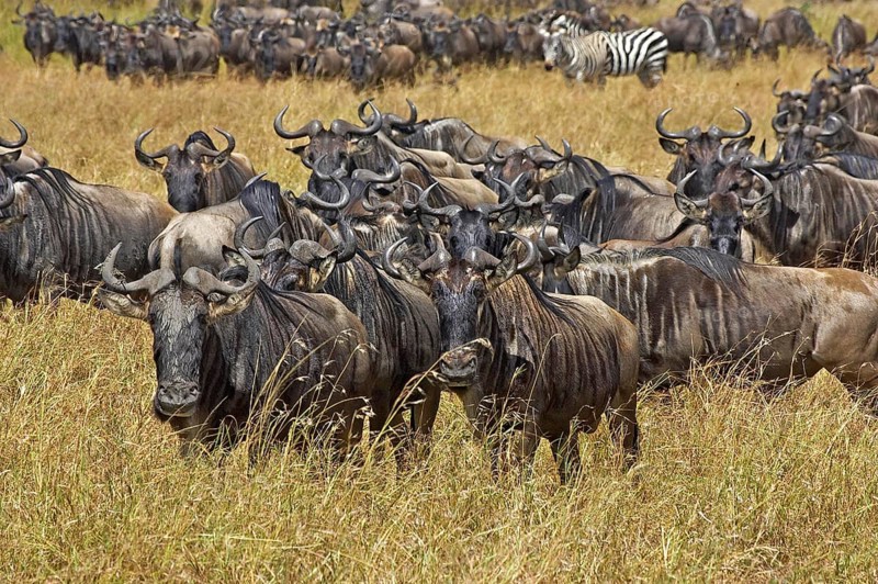 Blue Wildebeest (connochaetes taurinus), Herd Migrating, Masai Mara Park in Kenya
