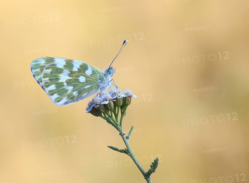 Eastern Bath White (Pontia edusa), province of Bolzano-Bozen, Italy, Europe