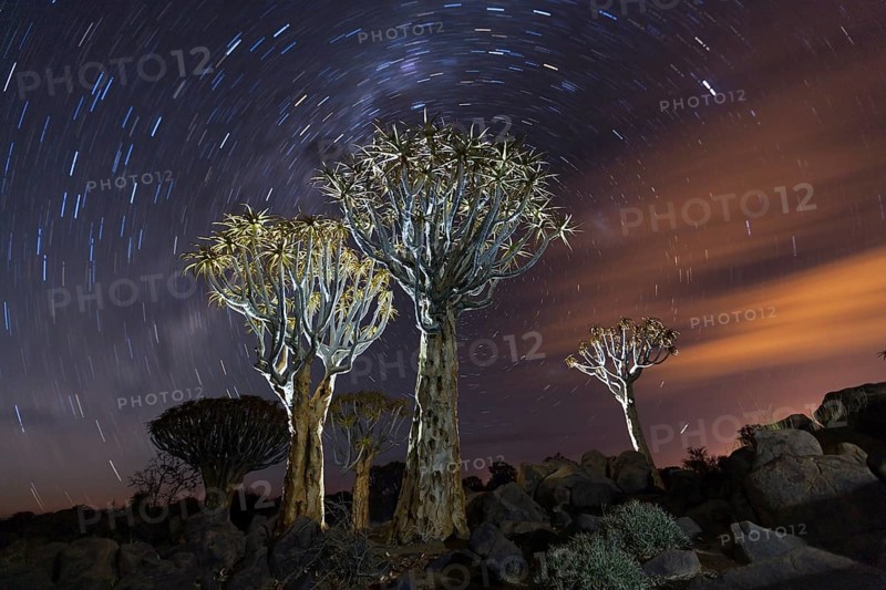 Milk route over quiver tree forest at night, Aloidendron dichotomum, Keetmanshoop, Namibia, Africa
