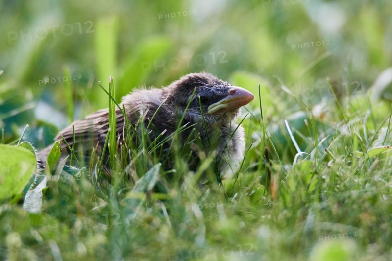 Young House sparrow on a meadow. Young house sparrow after leaving the nest