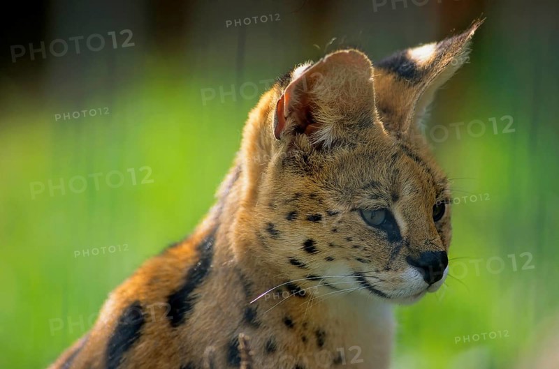 SERVAL (leptailurus serval)