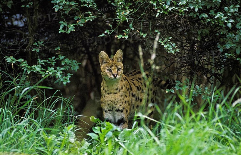 Serval (leptailurus serval), Adult standing in Long Grass