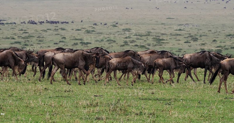 Blue Wildebeest (connochaetes taurinus), Herd during Migration, Masai Mara park in Kenya