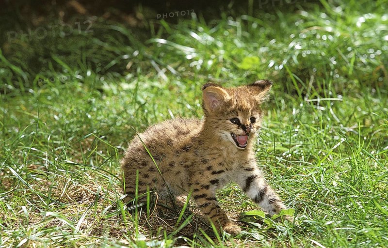Serval (leptailurus serval), CUB SNARLING