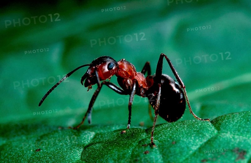 Great Red Wood Ant (Formica rufa), ant, ants