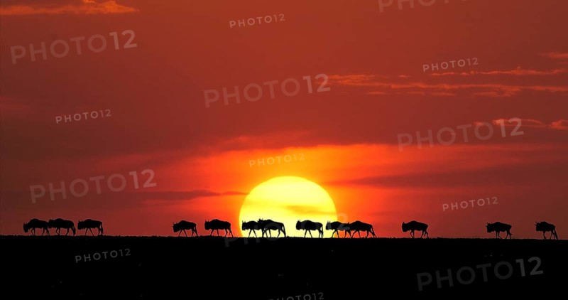 Blue Wildebeest (Connochaetes taurinus) at Sunset, Masai Mara Park in Kenya