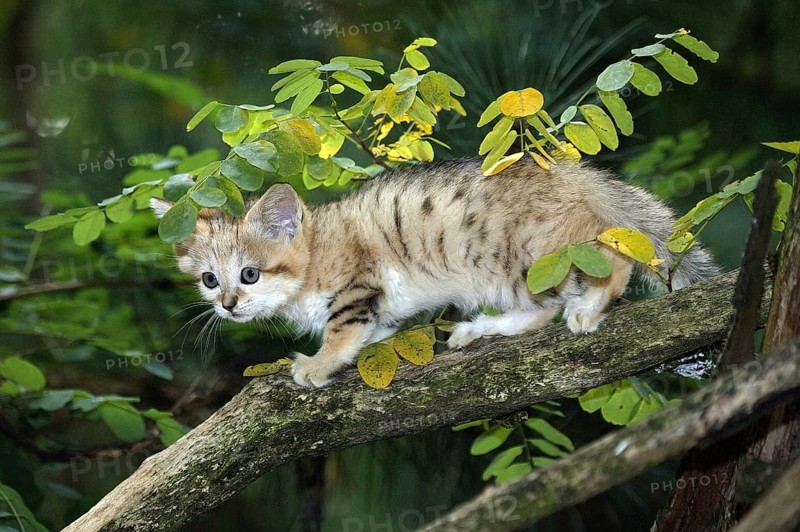 SAND sand cat (felis margarita), CUB ON BRANCH