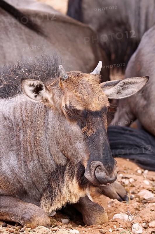 Blue wildebeest (Connochaetes taurinus), S
