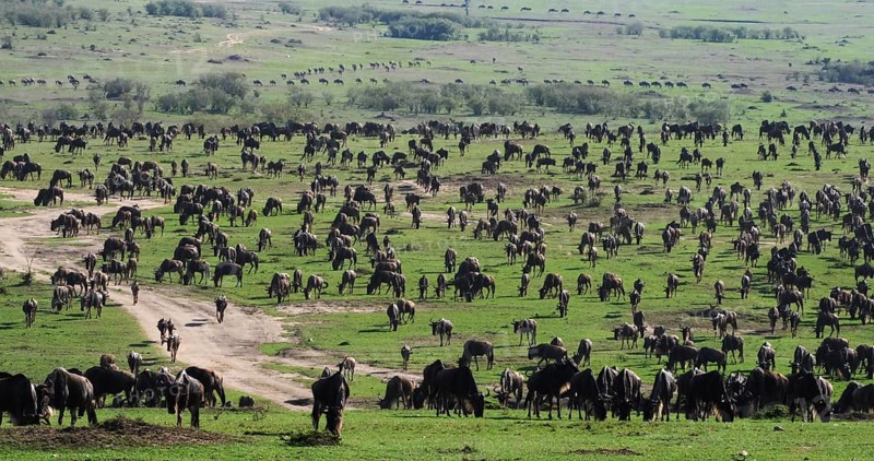 Blue Wildebeest (connochaetes taurinus), Herd during Migration, Masai Mara park in Kenya