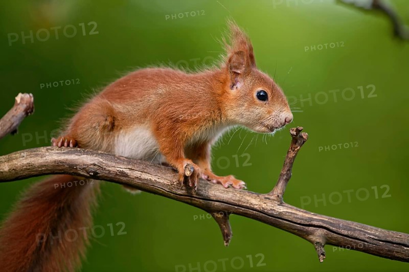 Young squirrel