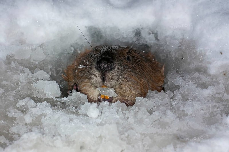 European beaver (Castor fiber), in Eisloch, Rosenheim, Bavaria, Germany, Europe