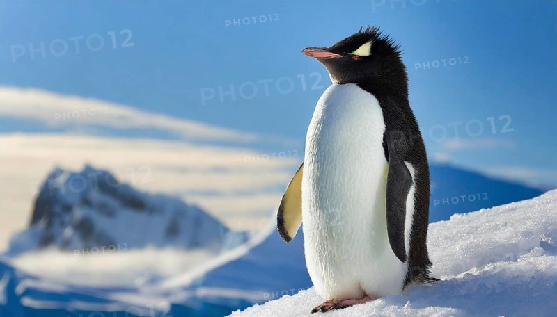 AI generated, animal, animals, bird, birds, biotope, habitat, one, individual, blue sky, winter, ice, snow, foraging, wildlife, summer, seasons, southern rockhopper penguin (Eudyptes chrysocome)