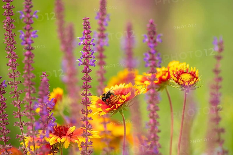 Softly coloured flower meadow with yellow asters and blooming sage and bumblebee against a light background
