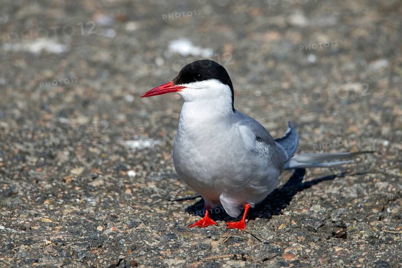 Arctic tern