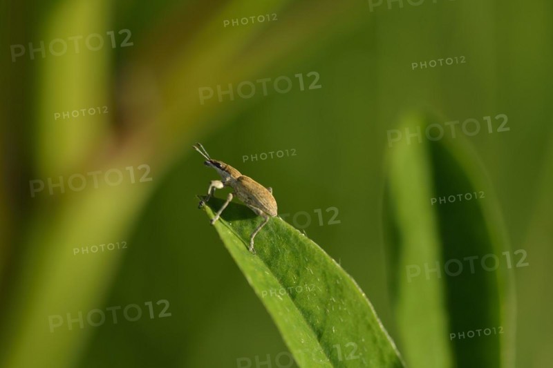 Weevil (Otiorhynchus) on a leaf. Otiorhynchus on a leaf