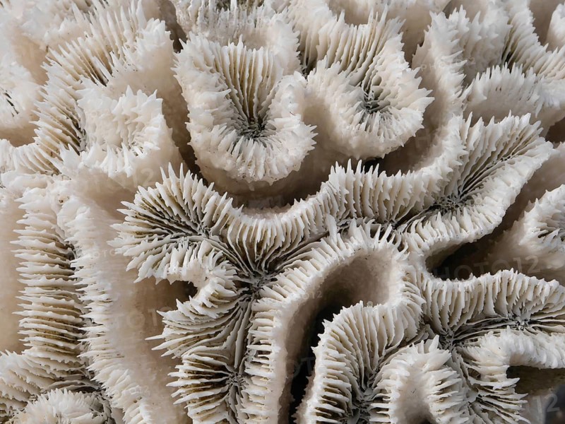 Coral