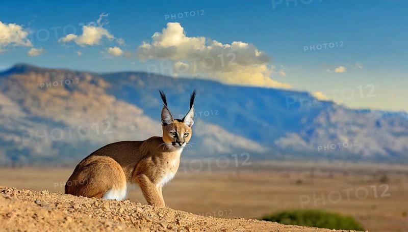 AI generated, animal, animals, mammal, mammals, biotope, habitat, a, individual, foraging, wildlife, Africa, South Africa, Asia, Central Asia, steppes, cat, cats, predator, caracal, desert lynx, caracal caracal), rests, hunts. jumps, Africa