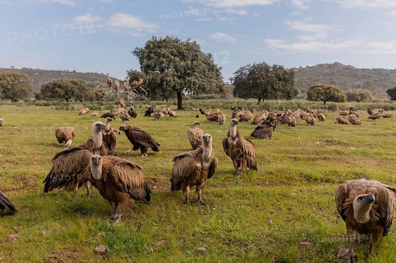 Griffon Vulture and Black Vulture (Gyps fulvus and Aegypius monachus), Spain, Europe