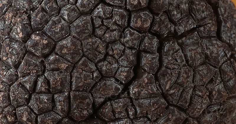 Perigord Truffle (tuber melanosporum), Mushrooms