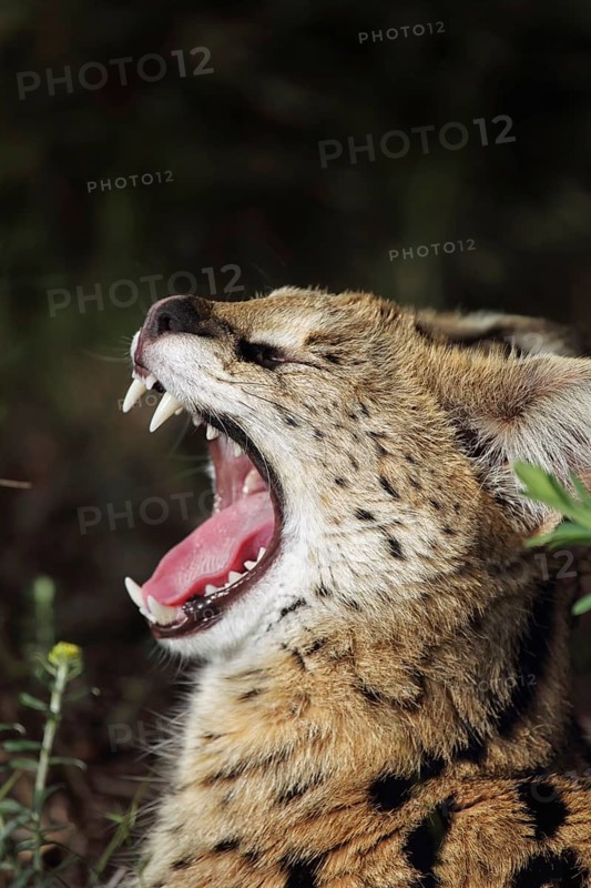 Serval (Leptailurus serval) yawns in South Africa