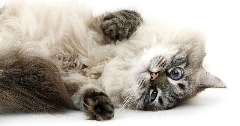 Neva Masquerade Siberian Domestic Cat, Seal Tabby Point Colour, Male against White Background