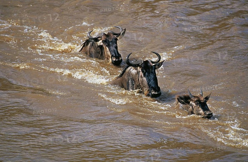 Blue Wildebeest (connochaetes taurinus), Group crossing Mara River during Migration, Masai Mara park in Kenya