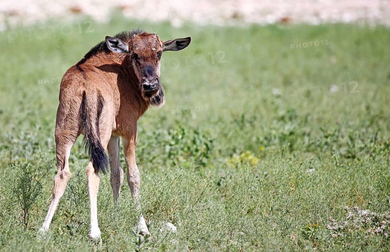 Very young wildebeest, Etosha, Namibia, very young wildebeest, Etosha, Namibia, Africa