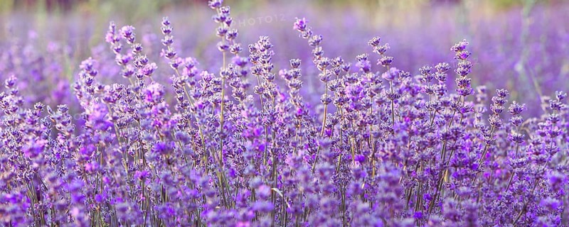 Violet purple lavender field close uppanoramic banner. Flowers in pastel colors at blur background