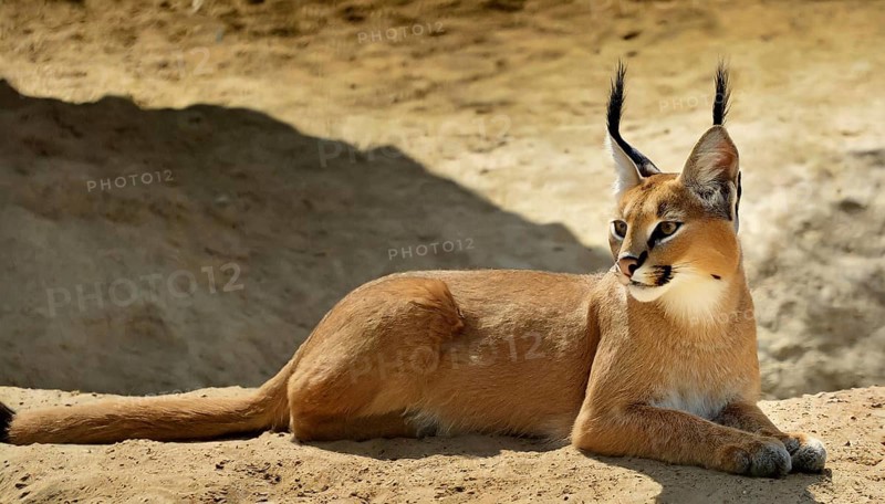 AI generated, animal, animals, mammal, mammals, biotope, habitat, a, individual, foraging, wildlife, Africa, South Africa, Asia, Central Asia, steppes, cat, cats, predator, caracal, desert lynx, caracal caracal), resting, Africa