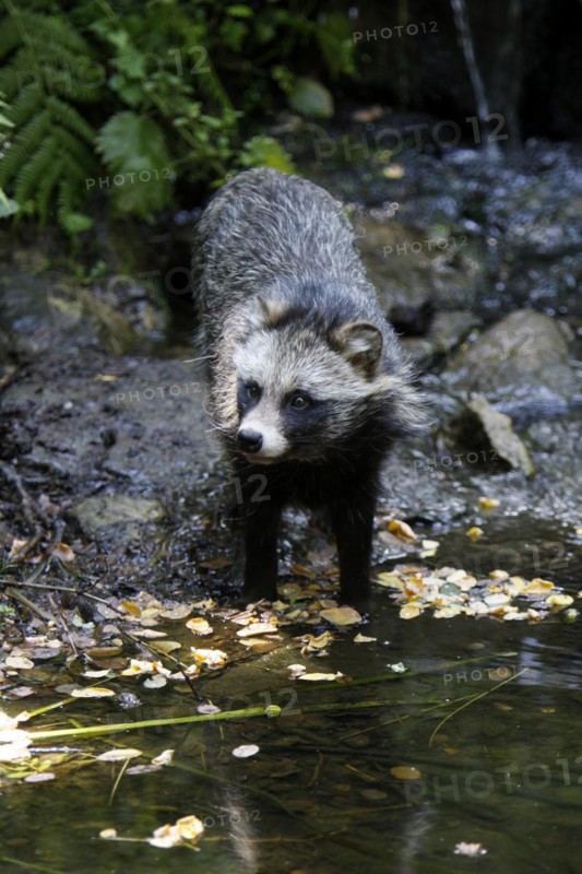 Tanuki