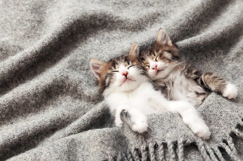 Two little adorable tricolor kittens sleep with eyes closed and lying covered with a gray fluffy blanket. Photo of relaxed sleeping cats that lie upside down. Concept of healthy and happy pet animal