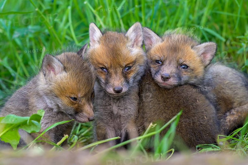 Three young foxes (Vulpes vulpes) sitting close together on a green meadow and looking curiously into the camera, Guxhagen, Hesse, Germany, Europe