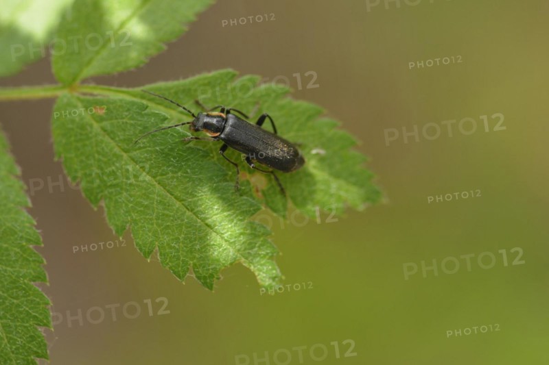 Cantharis obscura or paradoxa, oak weevil, darkling fly beetle